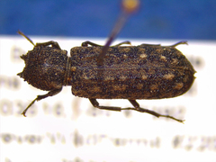 Lichenophanes bicornis