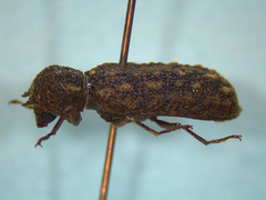 Lichenophanes bicornis