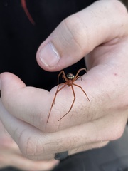 Latrodectus bishopi