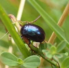 Chrysolina geminata