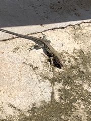 Pholidoscelis exsul