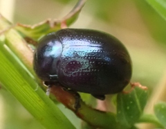 Chrysolina geminata