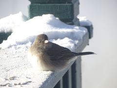 Junco hyemalis mearnsi