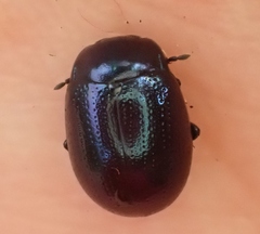 Chrysolina geminata