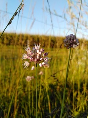 Allium suaveolens