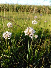 Allium suaveolens