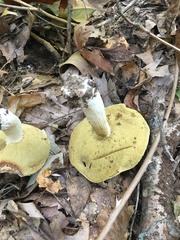 Boletus nobilis
