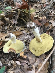 Boletus nobilis