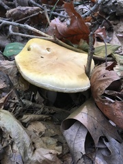 Boletus nobilis