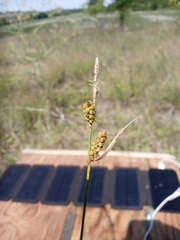Carex tomentosa
