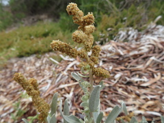 Atriplex cinerea