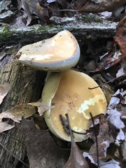 Boletus nobilis