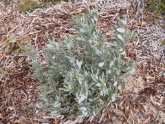 Atriplex cinerea