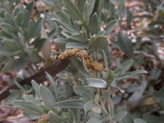 Atriplex cinerea