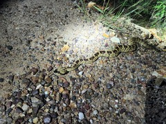 Crotalus molossus molossus