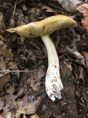 Boletus nobilis