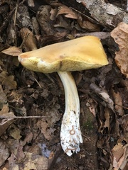 Boletus nobilis