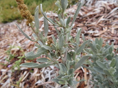 Atriplex cinerea