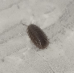 Porcellio laevis