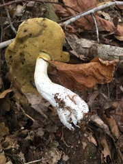 Boletus nobilis