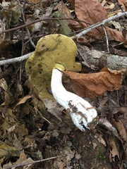 Boletus nobilis