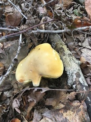 Boletus nobilis