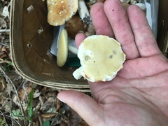 Boletus nobilis