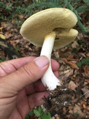 Boletus nobilis