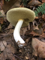 Boletus nobilis