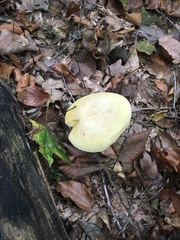 Boletus nobilis