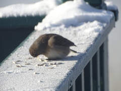 Junco hyemalis mearnsi