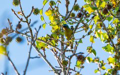 Chlorophonia elegantissima