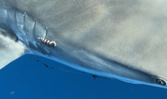Eumalacostraca