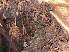 Arachnocampa luminosa