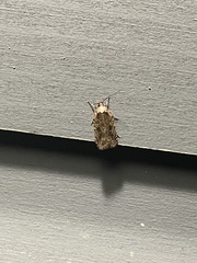 Agonopterix curvilineella