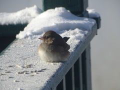 Junco hyemalis mearnsi
