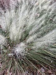 Muhlenbergia