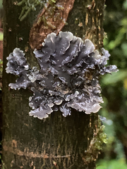 Pseudocyphellaria
