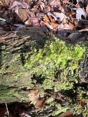 Leucobryum