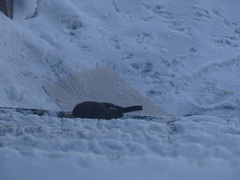 Junco hyemalis mearnsi