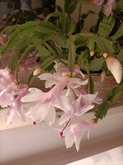 Schlumbergera