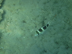 Monotaxis grandoculis