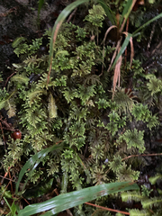 Hypnodendron