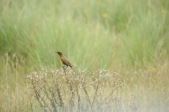 Pseudoleistes virescens