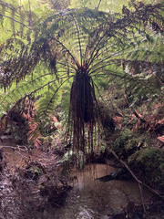 Cyathea smithii