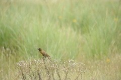 Pseudoleistes virescens