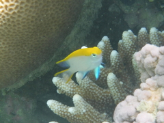 Neoglyphidodon melas