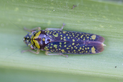 Aulacizes conspersa