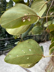 Mucuna macrocarpa