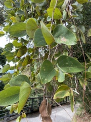 Mucuna macrocarpa